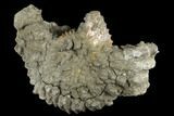 Iridescent, Pyritized Ammonite Fossil - Russia #181228-1